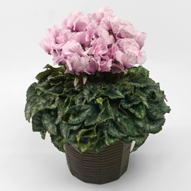 【お歳暮】淡いピンクのシクラメンの鉢植え