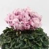 【お歳暮】淡いピンクのシクラメンの鉢植え