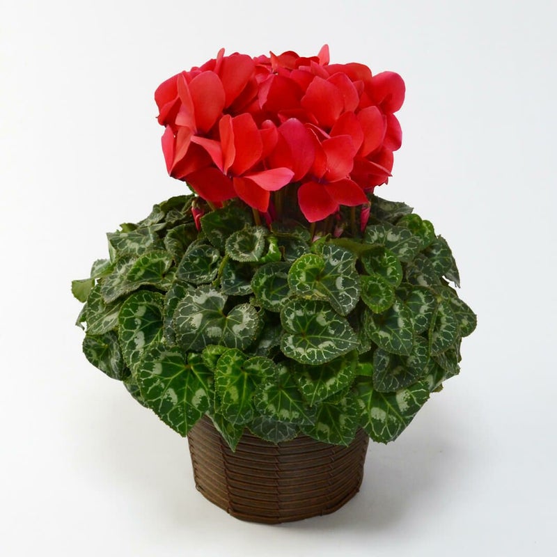 【お歳暮】赤いシクラメンの鉢植え（5号鉢）