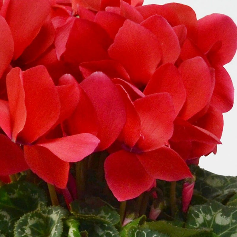 【お歳暮】赤いシクラメンの鉢植え（5号鉢）