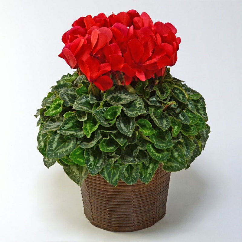 【お歳暮】赤いシクラメンの鉢植え（6号鉢）