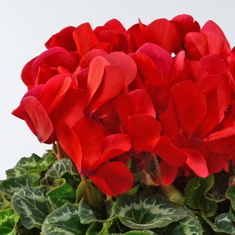 【お歳暮】赤いシクラメンの鉢植え（6号鉢）