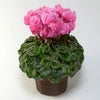 【お歳暮】ピンクのシクラメンの鉢植え（6号鉢）
