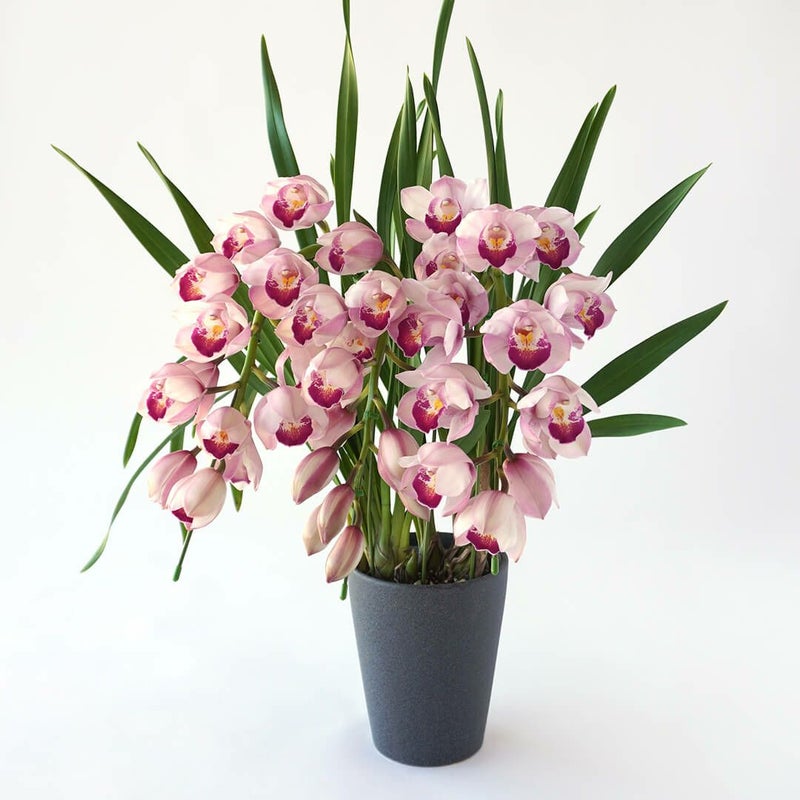 【お歳暮・お年賀】シンビジューム（アーチ型・ピンク・3本立）