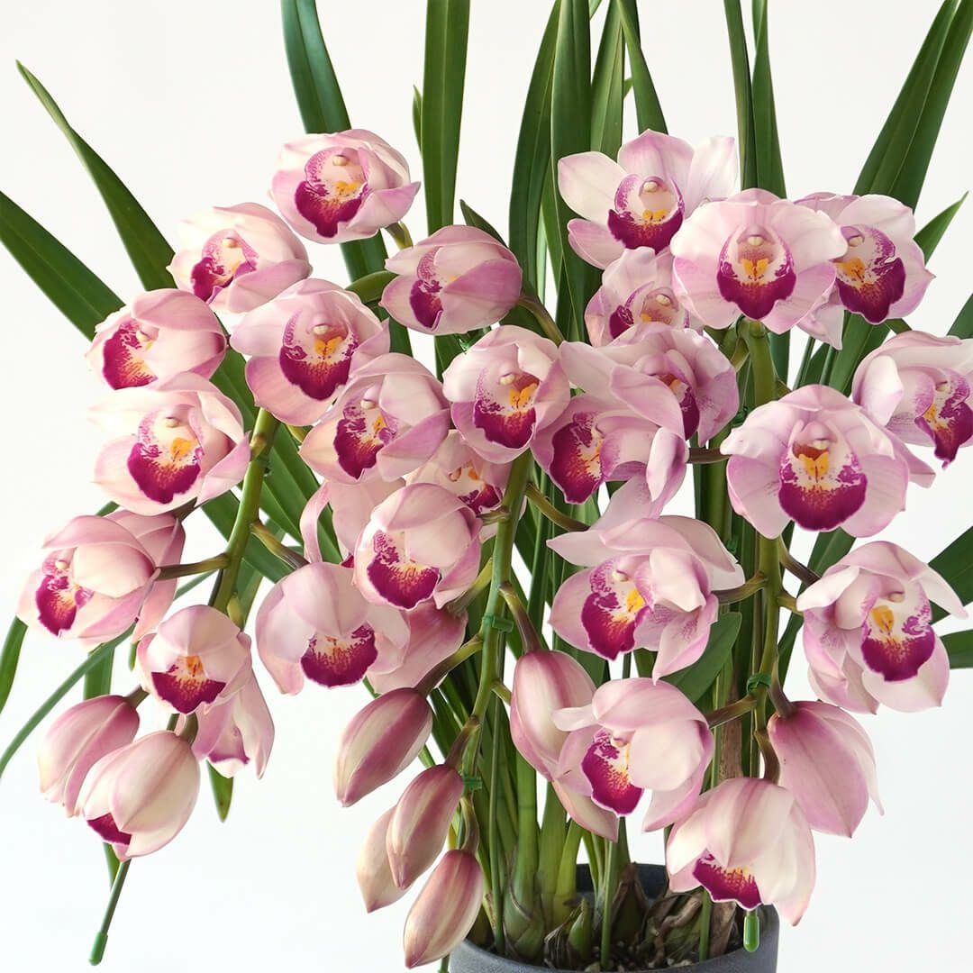 シンビジューム（アーチ型・ピンク・3本立）｜青山花茂本店