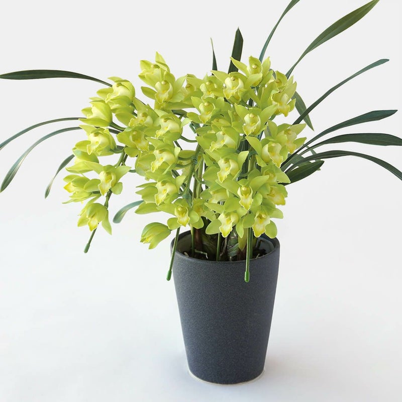 【お歳暮・お年賀】 シンビジューム（アーチ型・グリーン・3本立）