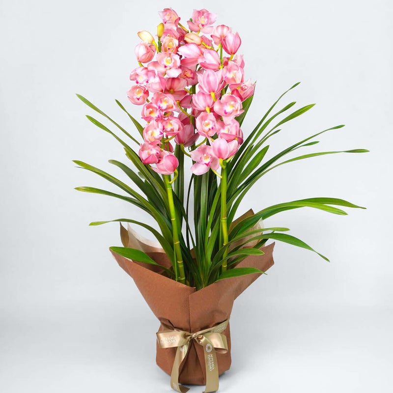 【お歳暮・お年賀】 シンビジューム（ストレート型・ピンク・3本立）