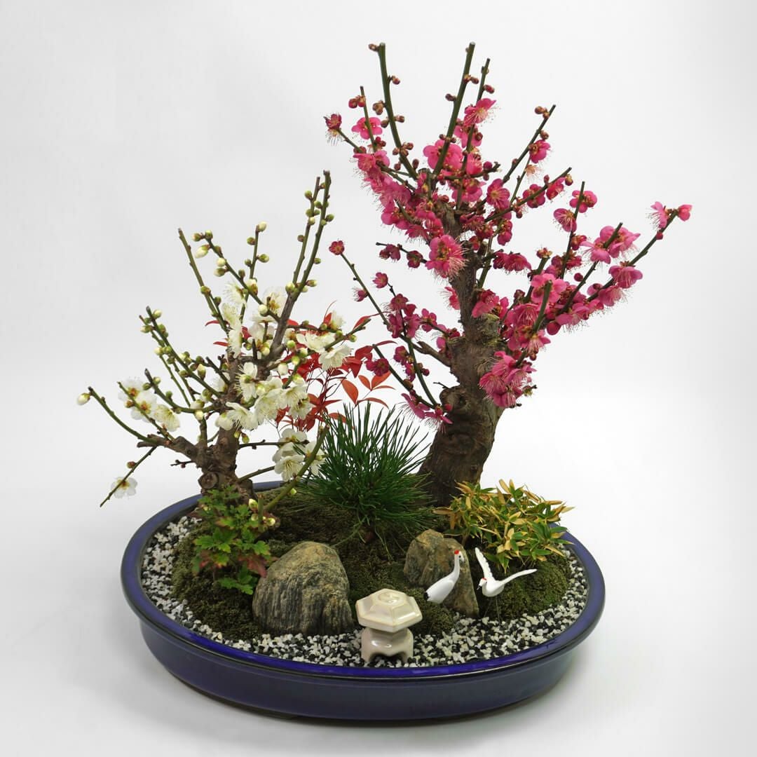 紅白梅盆栽｜青山花茂本店