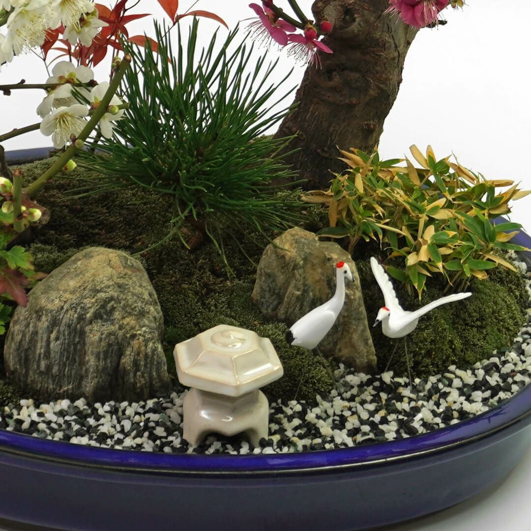紅白梅盆栽｜青山花茂本店
