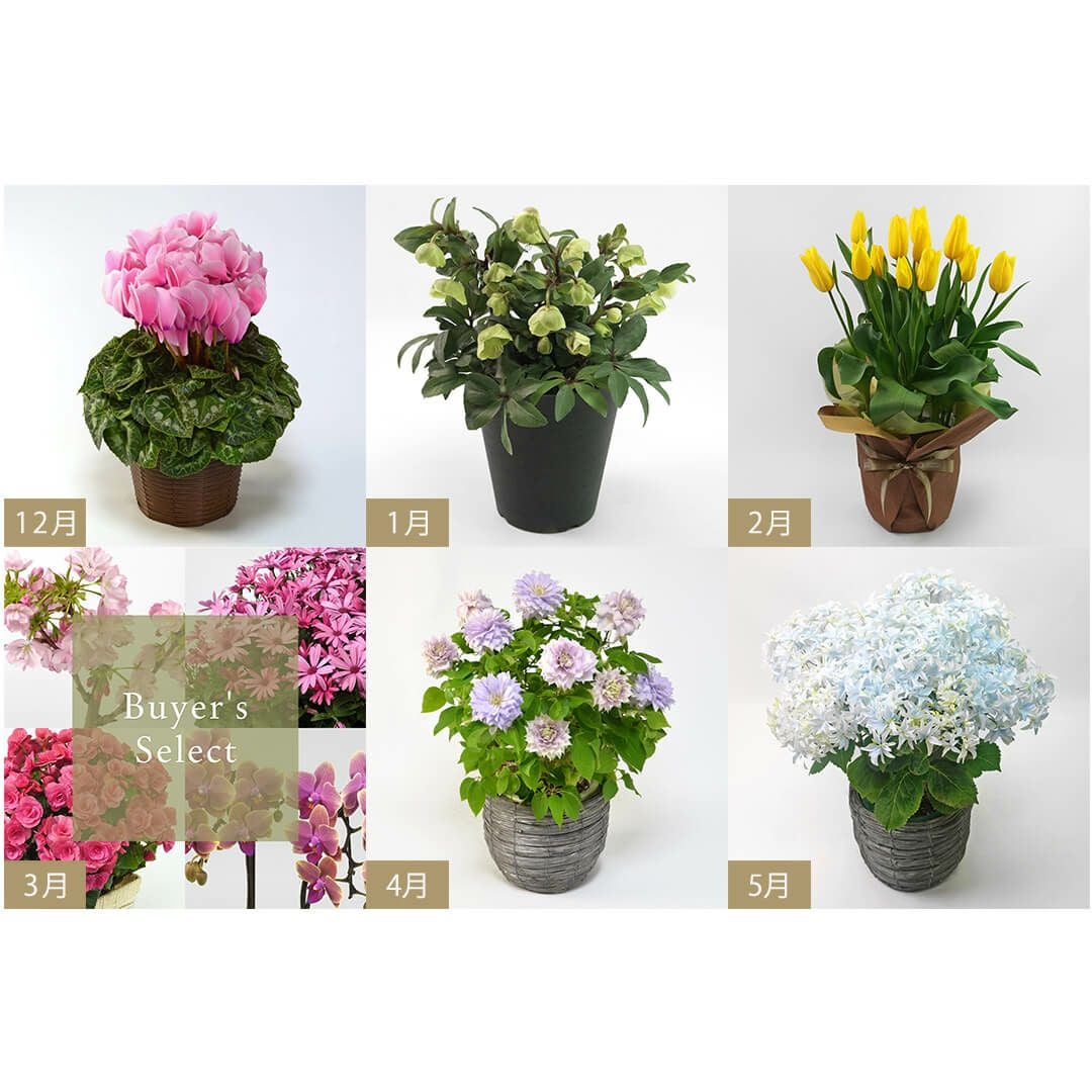 花花ページ 花のある暮らし 毎月届く鉢植えの花 （6か月） 2025年12月-2026年5月