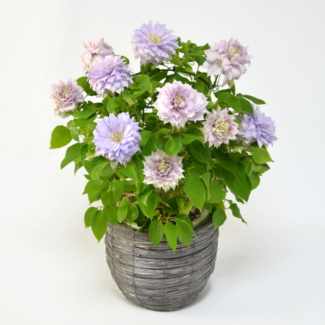 花のある暮らし 毎月届く鉢植えの花 （6か月） 2025年12月-2026年5月
