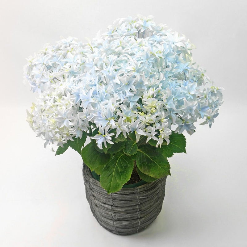 花のある暮らし 毎月届く鉢植えの花5月：ブルーや淡いグリーンのグラデーションのハイドランジア
