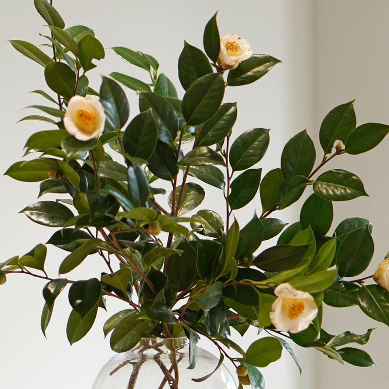 季節の枝もの定期便