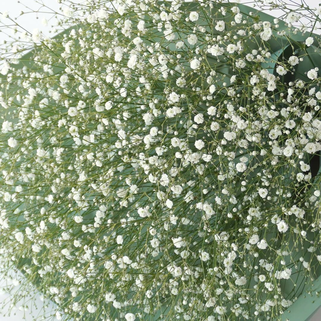 本数が選べる白いカスミソウの花束