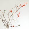 季節の枝もの定期便