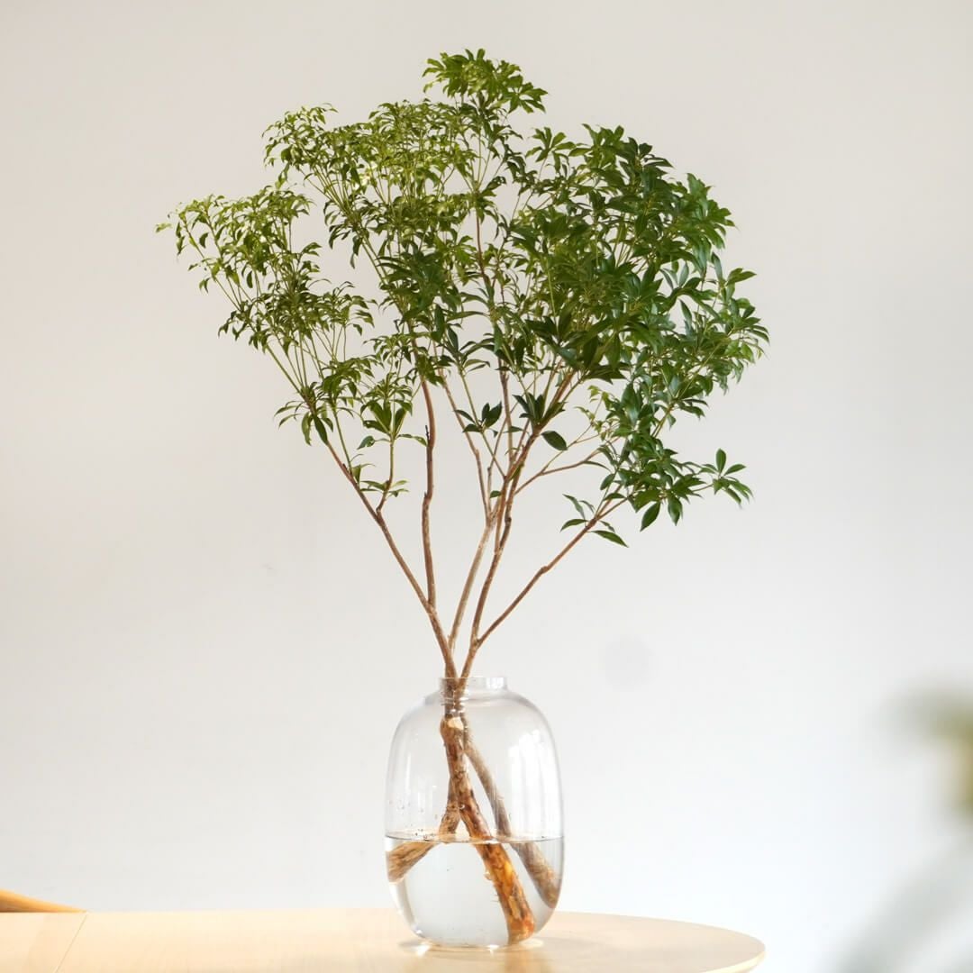 季節の枝もの定期便