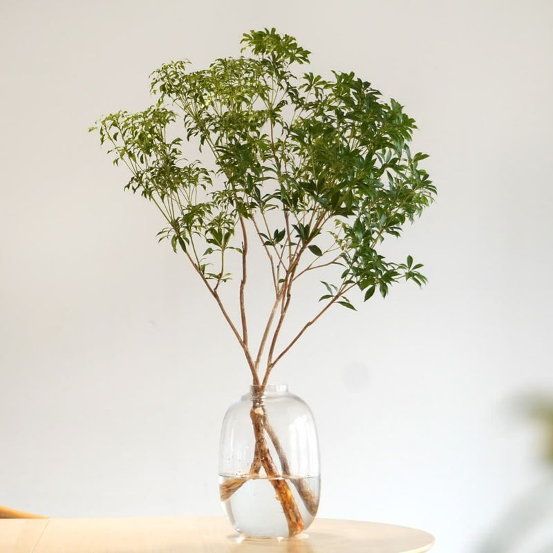 季節の枝もの定期便