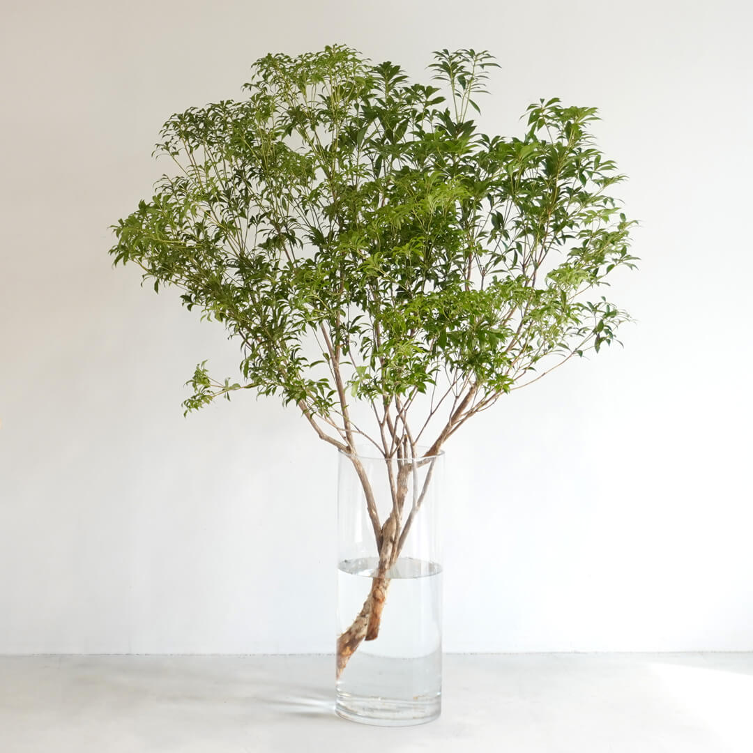 季節の枝もの定期便