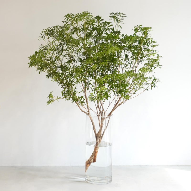 季節の枝もの定期便