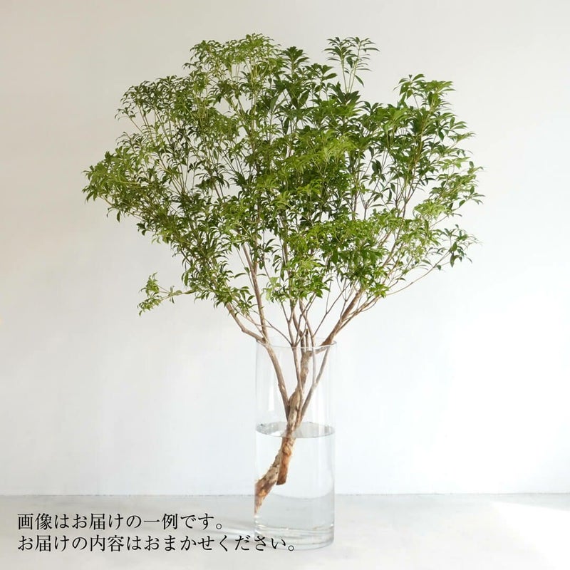 季節の枝もの定期便