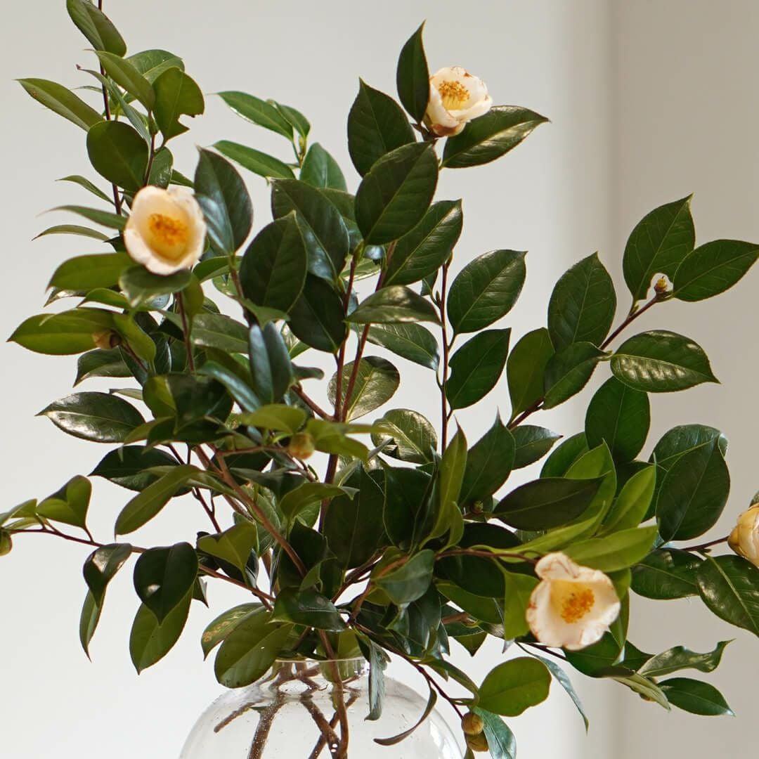 季節の枝もの定期便