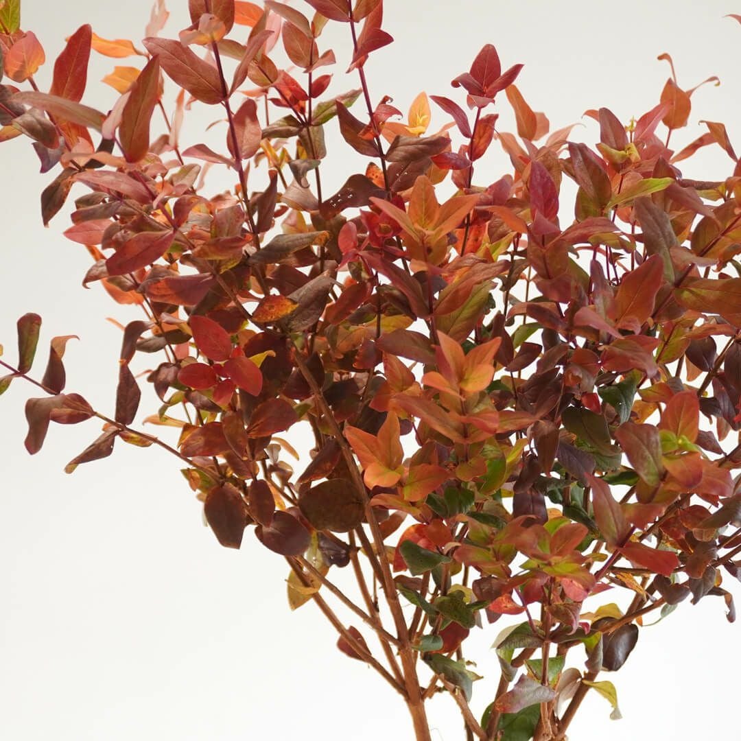 季節の枝もの定期便