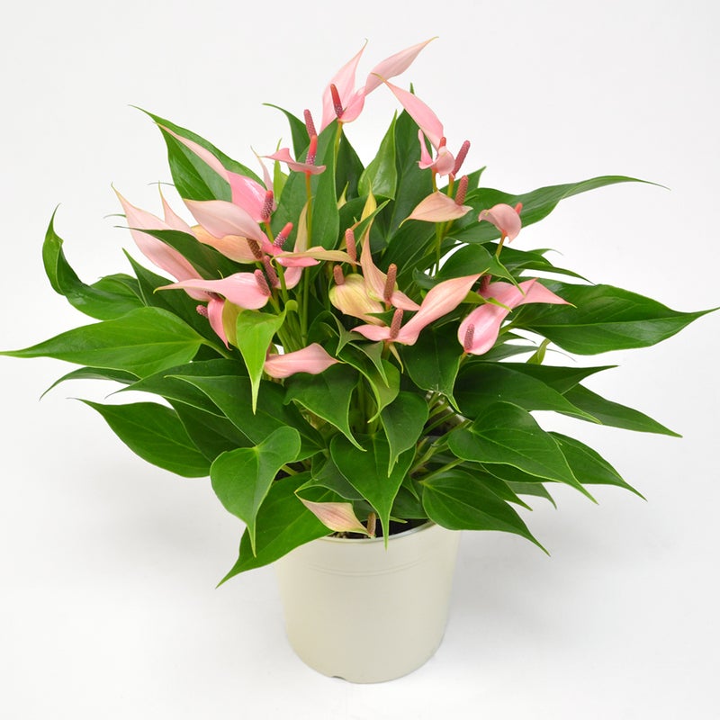 【父の日】淡いピンクのアンスリウムの鉢植え