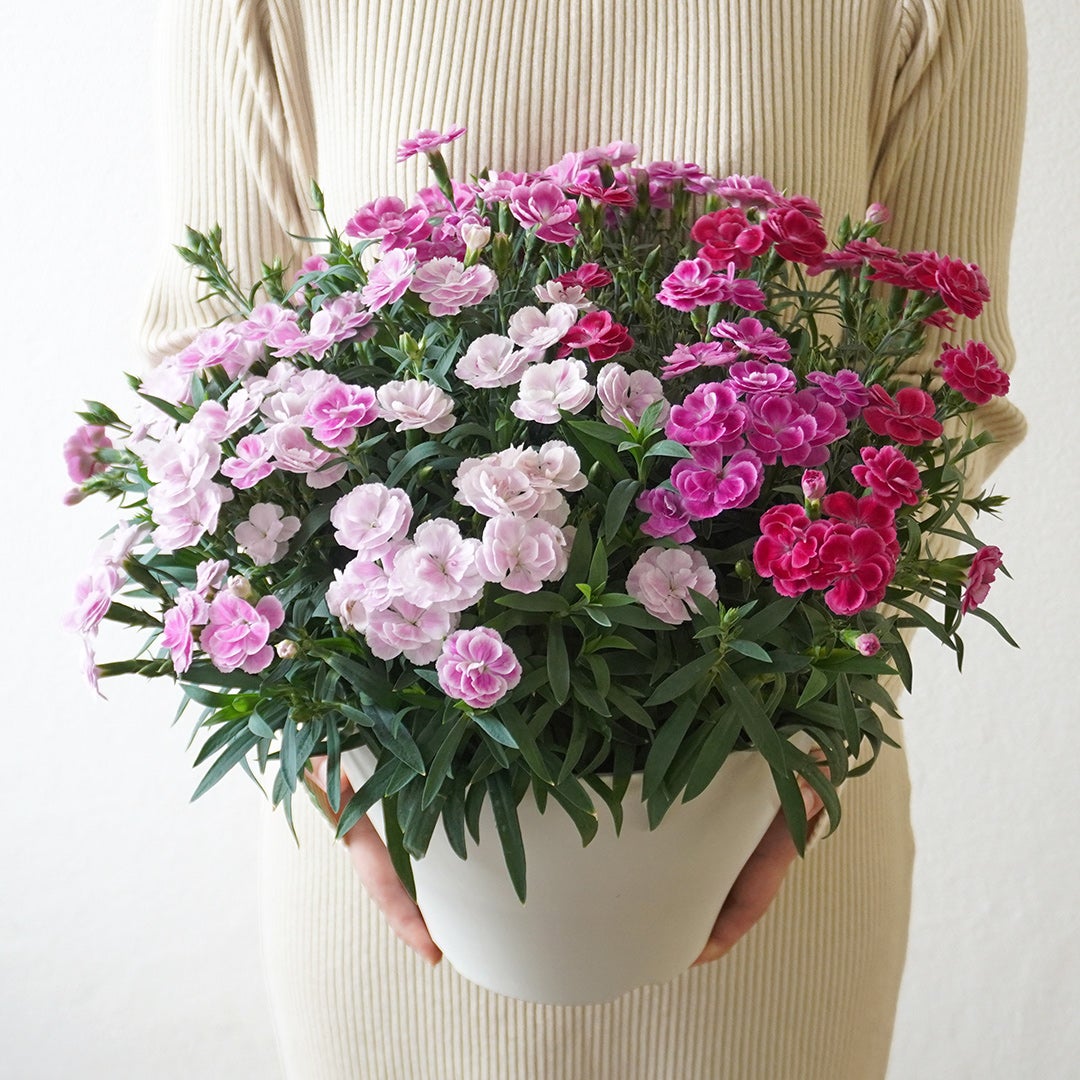 【母の日】濃いピンクや淡いピンクのカーネーションの鉢植え