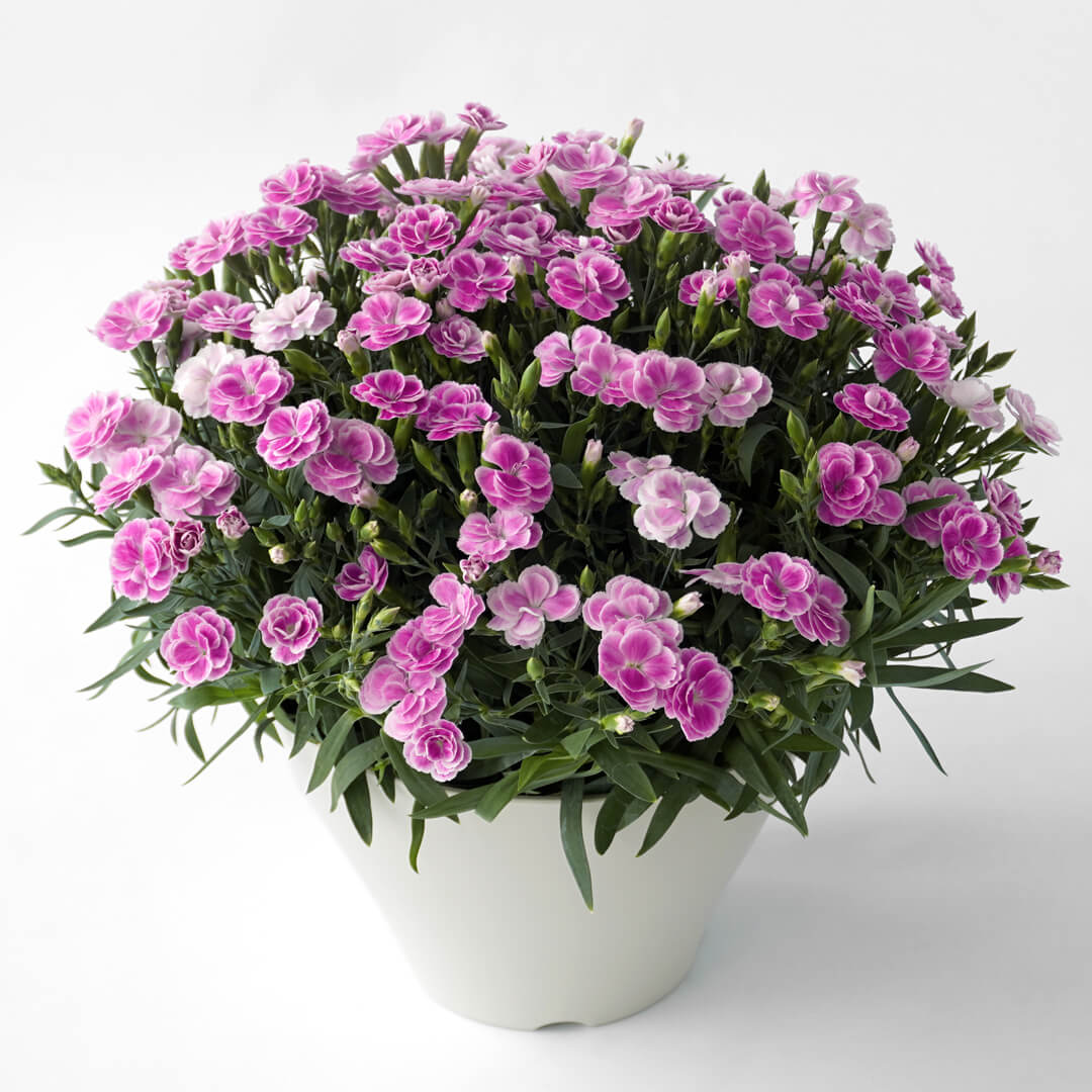 【母の日】淡いピンクのカーネーションの鉢植え