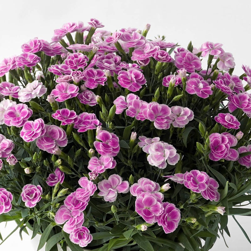 【母の日】濃いピンクや淡いピンクのカーネーションの鉢植え