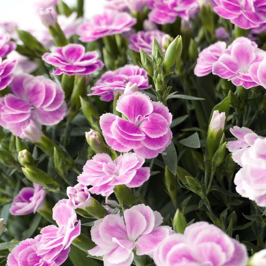 【母の日】濃いピンクや淡いピンクのカーネーションの鉢植え