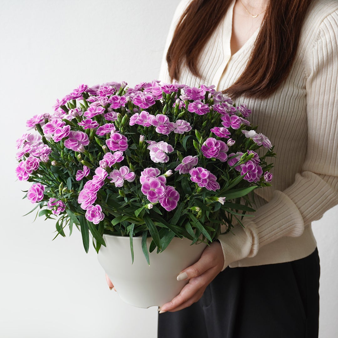 【母の日】濃いピンクや淡いピンクのカーネーションの鉢植え