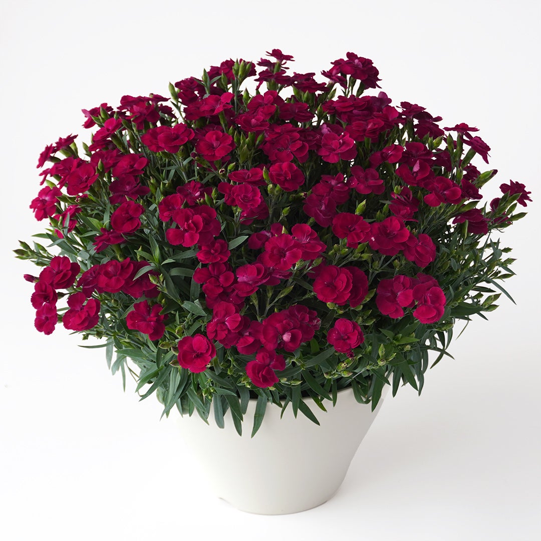 【母の日】深い赤色の一重咲きカーネーションの花鉢