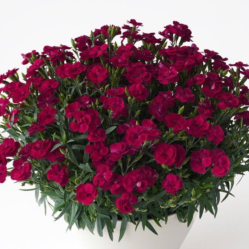 【母の日】【母の日】深い赤色のカーネーションの鉢植え