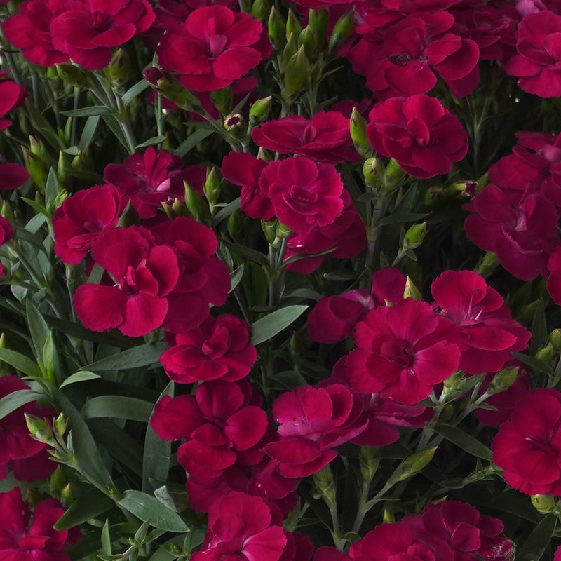 【母の日】【母の日】深い赤色のカーネーションの鉢植え