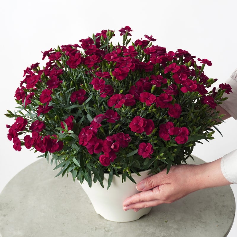 【母の日】【母の日】深い赤色のカーネーションの鉢植え