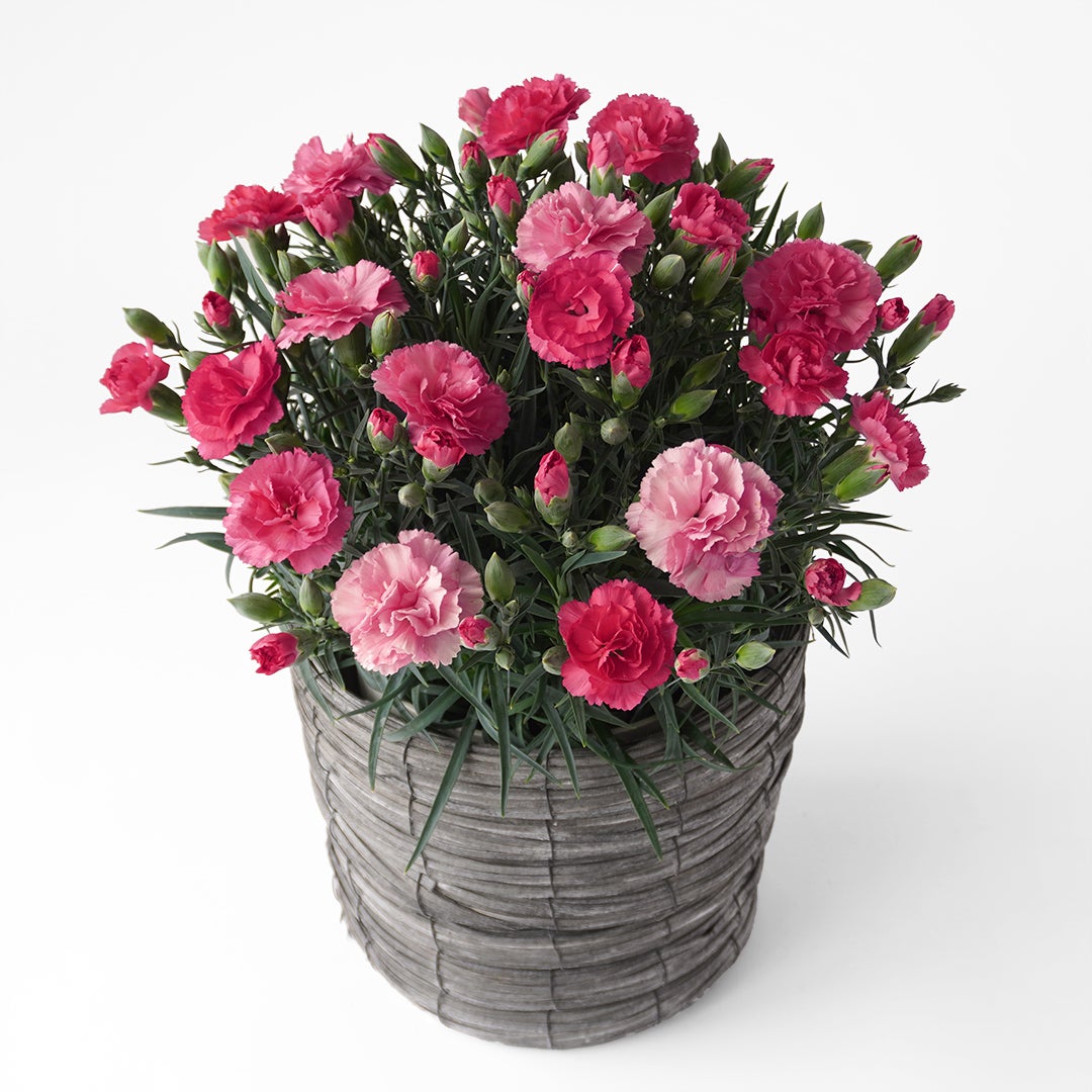 【母の日】濃淡ピンクのカーネーション鉢植え