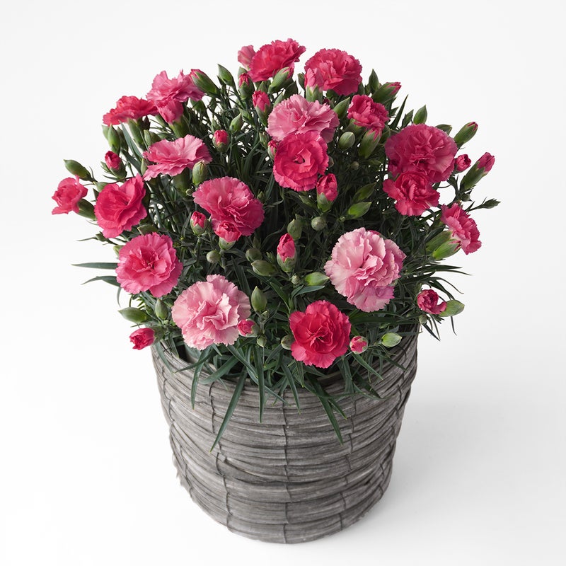 【母の日】濃淡ピンクのカーネーション鉢植え