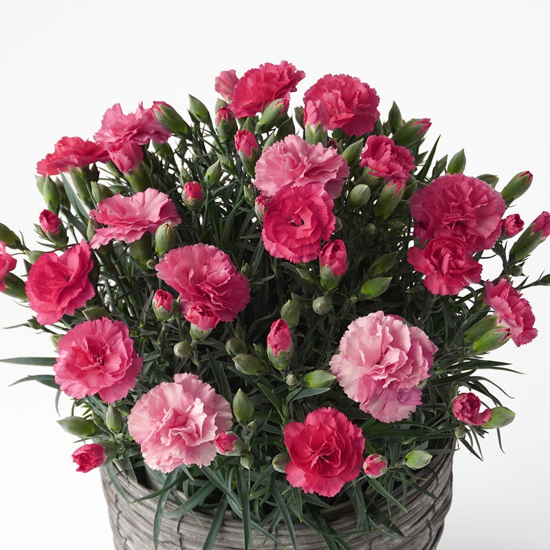 【母の日】濃淡ピンクのカーネーション鉢植え