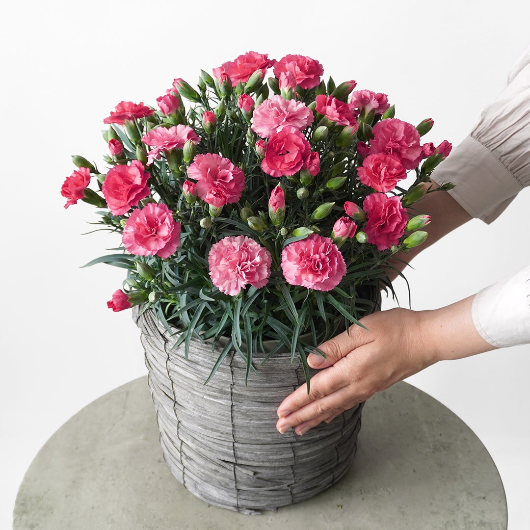 【母の日】濃淡ピンクのカーネーション鉢植え