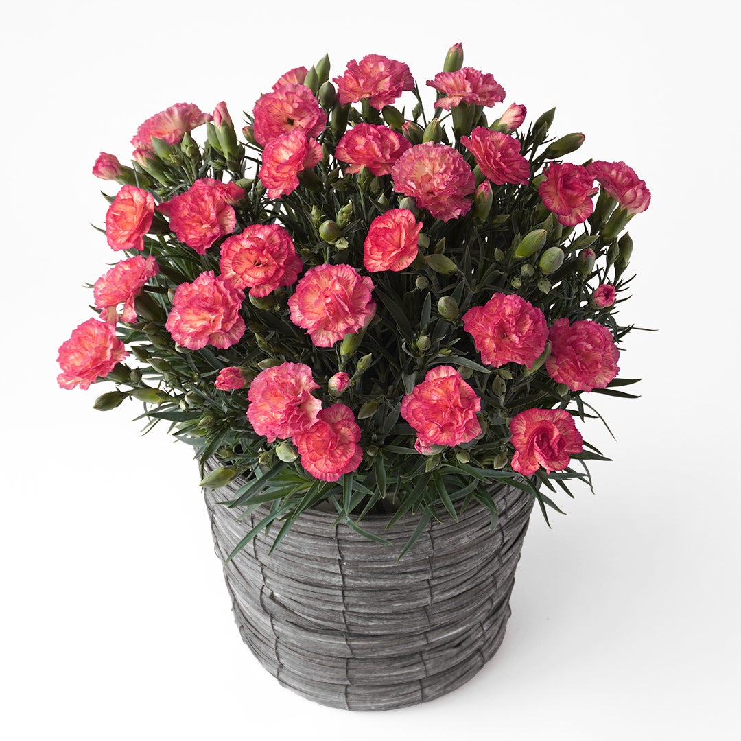 【母の日】鮮やかなピンクとイエローのカーネーションの鉢植え