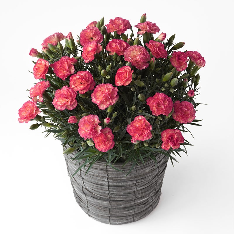 【母の日】鮮やかなピンクとイエローのカーネーションの鉢植え