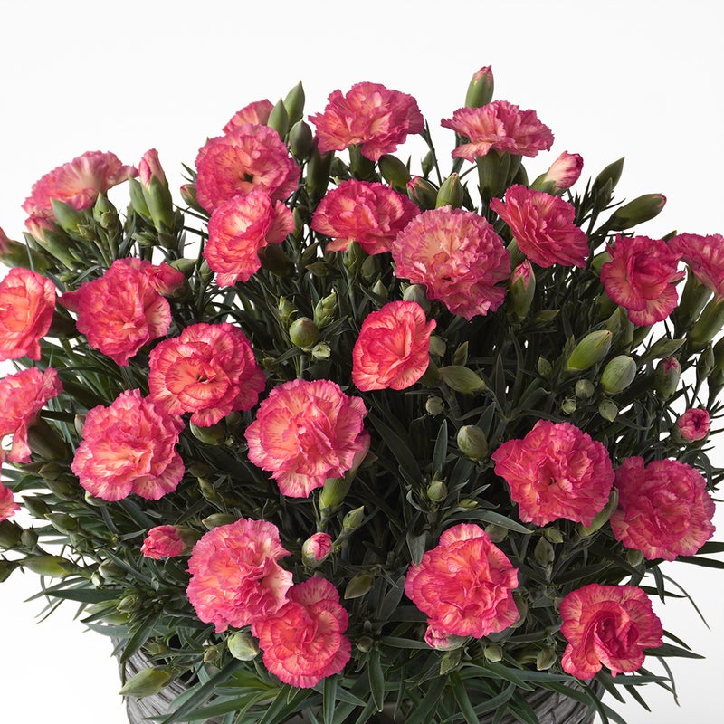 【母の日】鮮やかなピンクとイエローのカーネーションの鉢植え