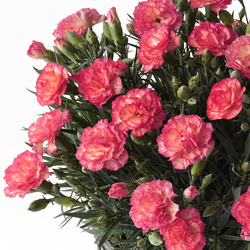 【母の日】鮮やかなピンクとイエローのカーネーションの鉢植え