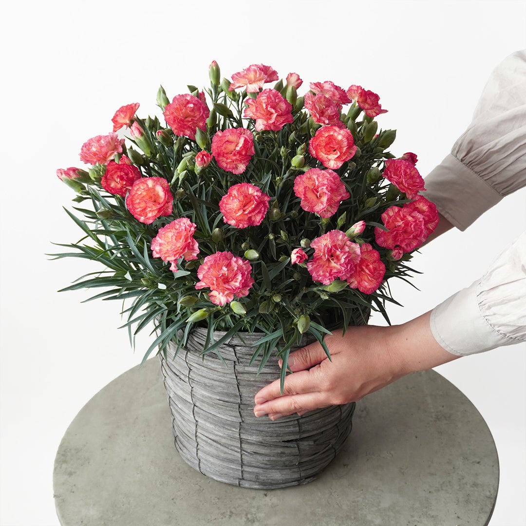 【母の日】鮮やかなピンクとイエローのカーネーションの鉢植え