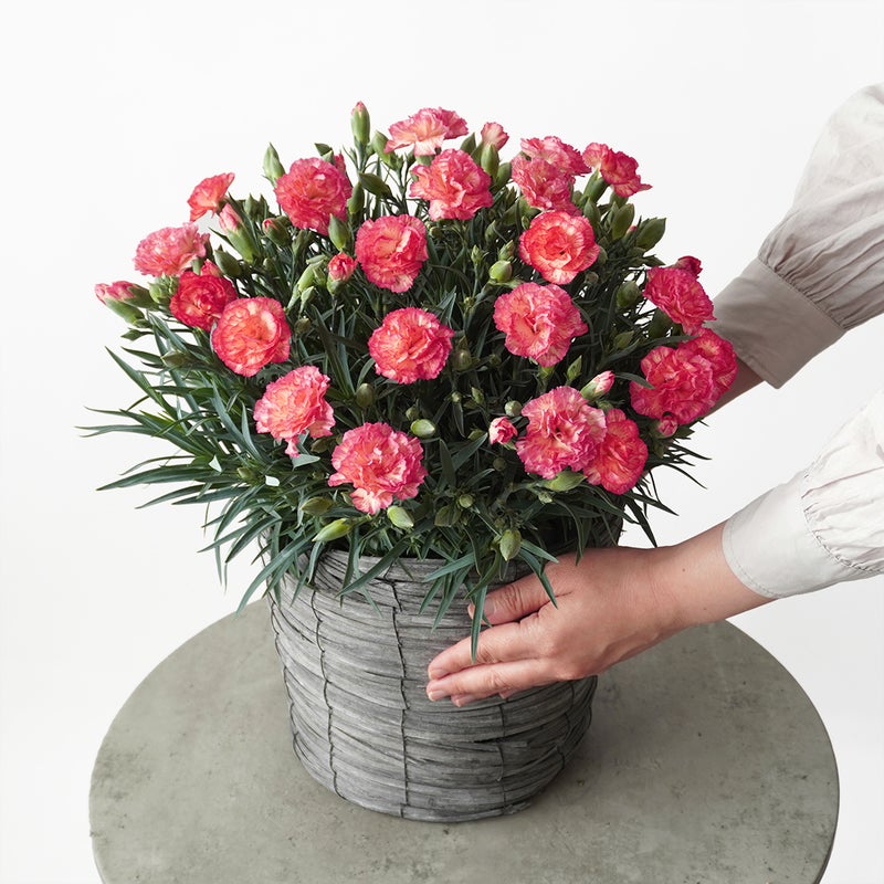 【母の日】鮮やかなピンクとイエローのカーネーションの鉢植え