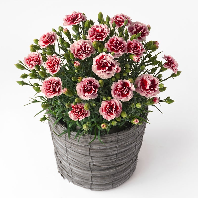 【母の日】濃い赤に淡いピンクの縁取りのカーネーション鉢植え