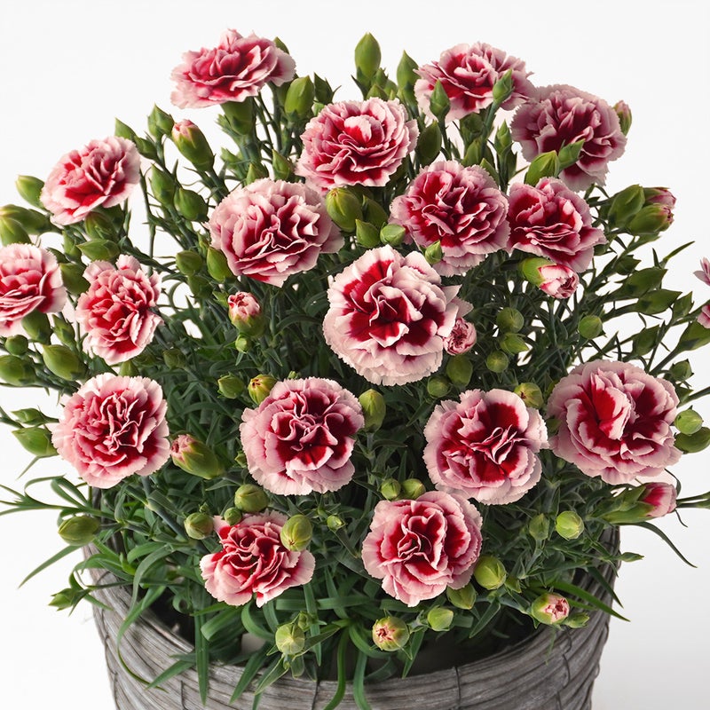 【母の日】濃い赤に淡いピンクの縁取りのカーネーション鉢植え