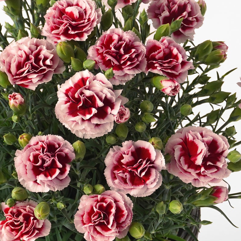 【母の日】濃い赤に淡いピンクの縁取りのカーネーション鉢植え