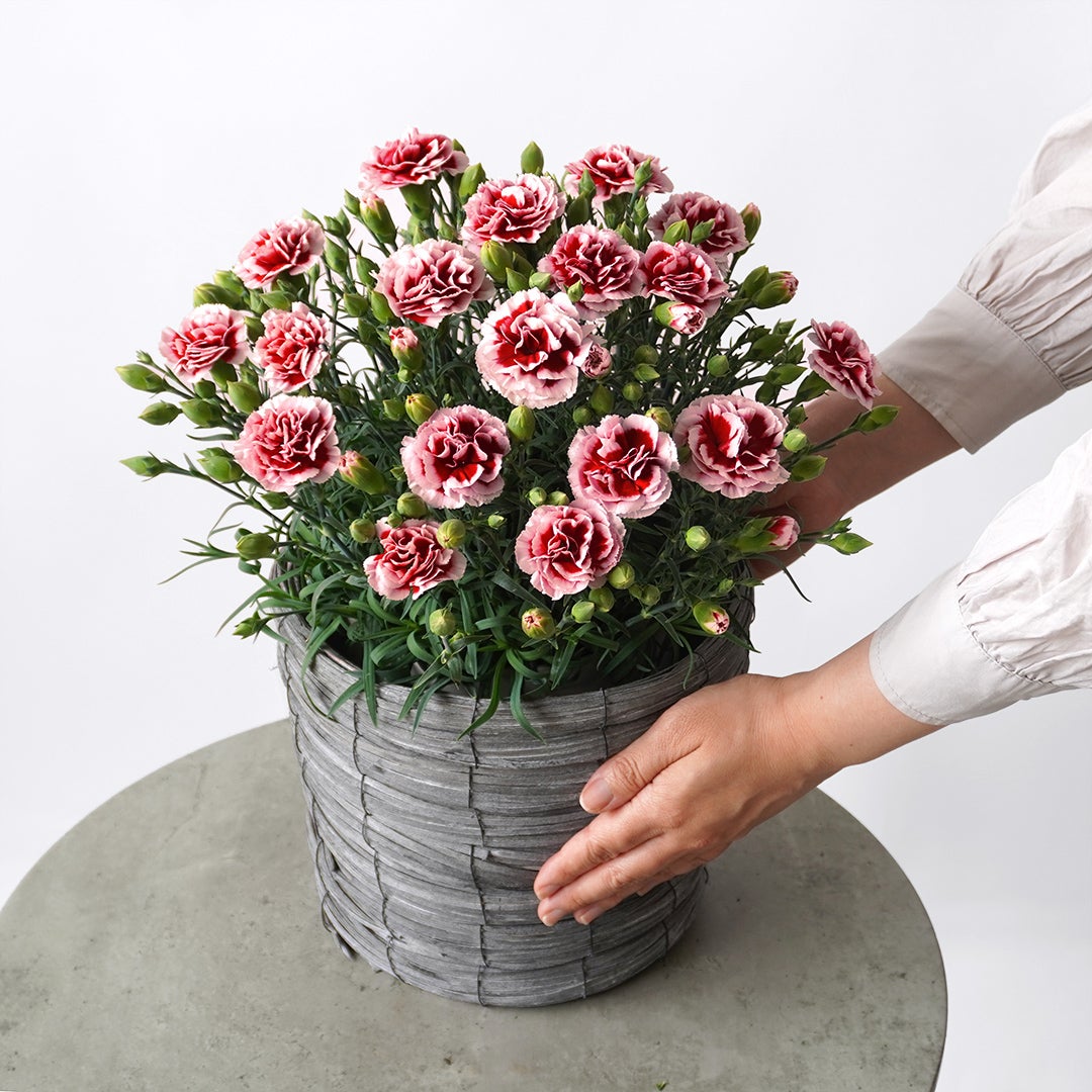 【母の日】濃い赤に淡いピンクの縁取りのカーネーション鉢植え
